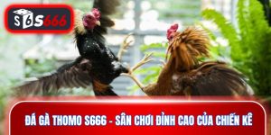 Đá Gà Thomo
